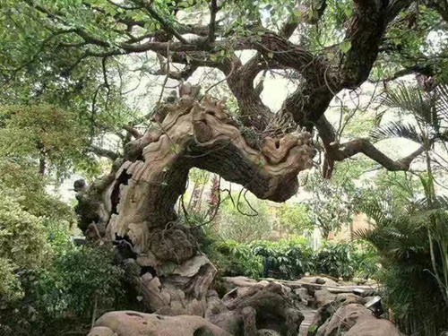 水泥亚洲香蕉在线观看树